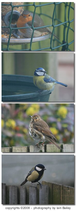 British Garden Birds photographed by Iain Bailey